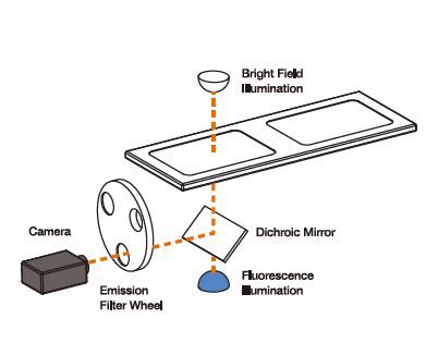 LUNA-FL dual fluorescence cell counting
