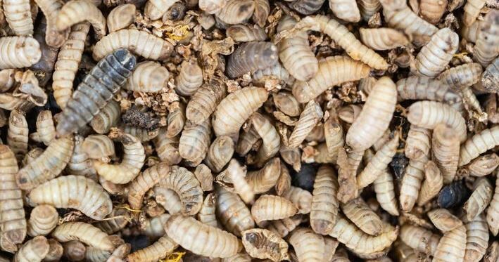 Protein Powering Insects’ Jumps Inspire Medical Application