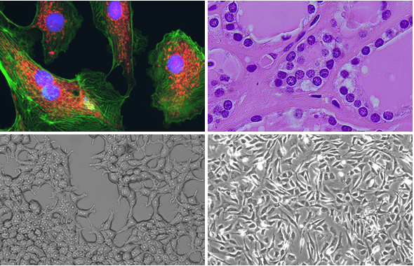 FOUR-IMAGING-MODES_CELENA-X_Logos_Biosystems-