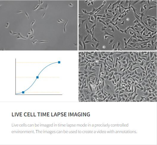 Celena S time lapse imaging