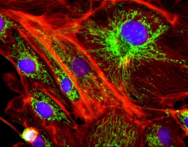 HAS YOUR RESEARCH BEEN SUNK BY FLUORESCENCE?