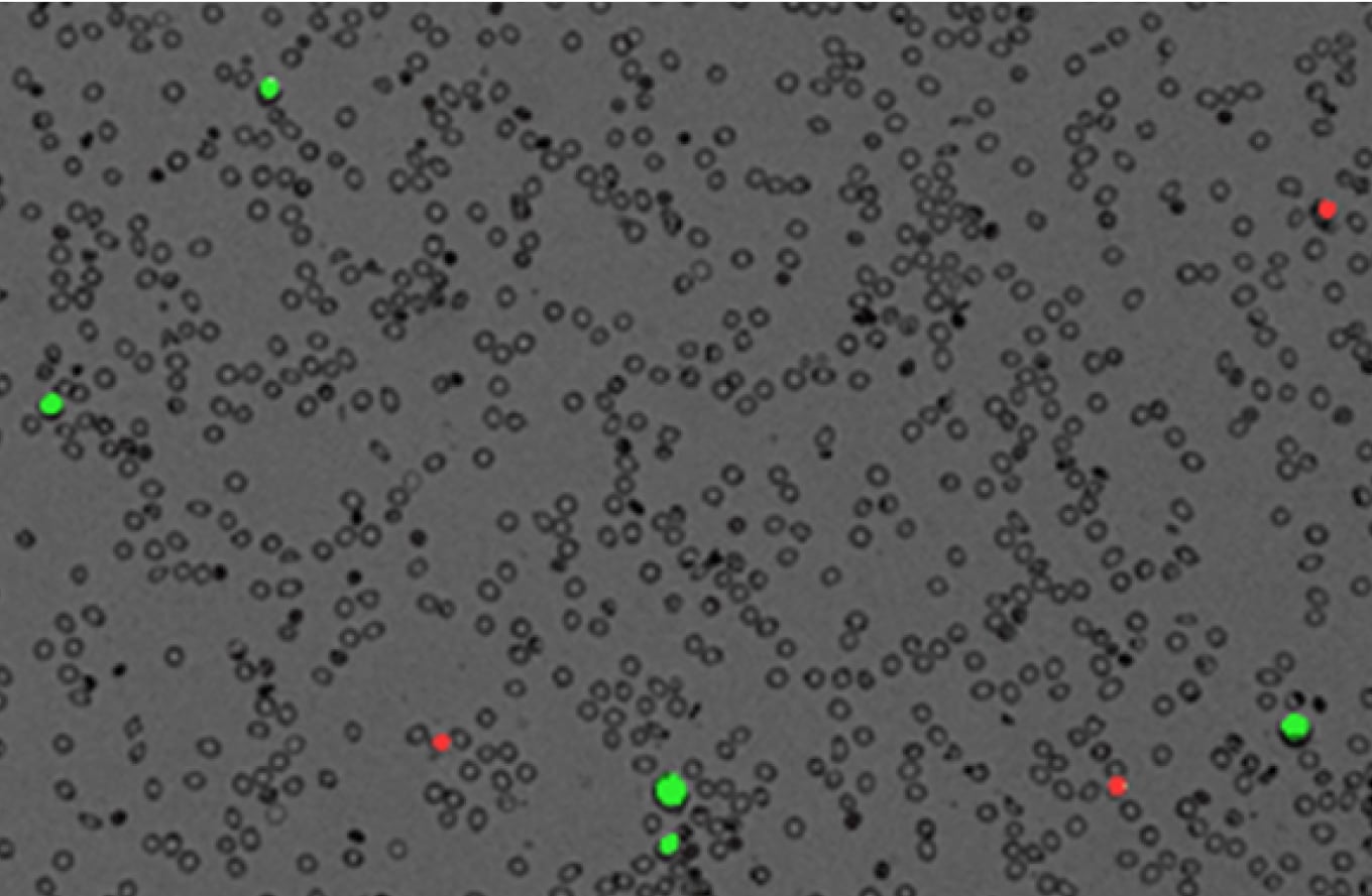 LUNA STEM fluorescence cell counter
