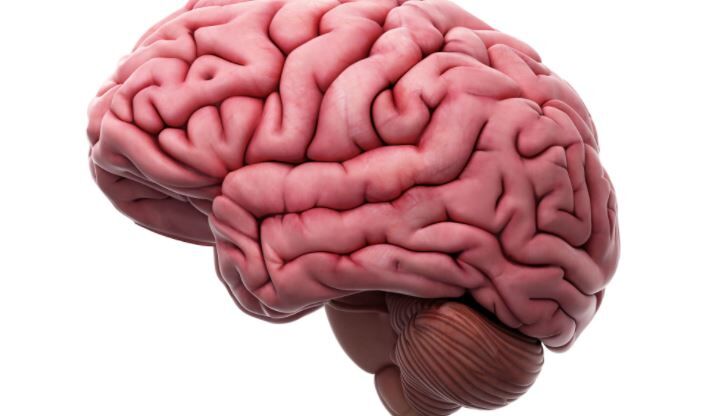 Scientists Grow Model of a Human Brain