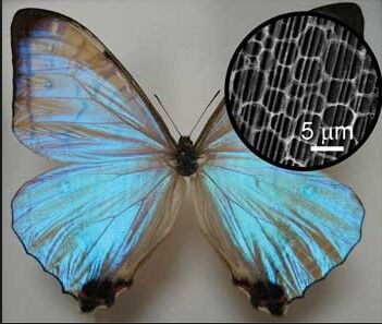 Butterfly Wings and the Creation of Nanobiocomposite Material